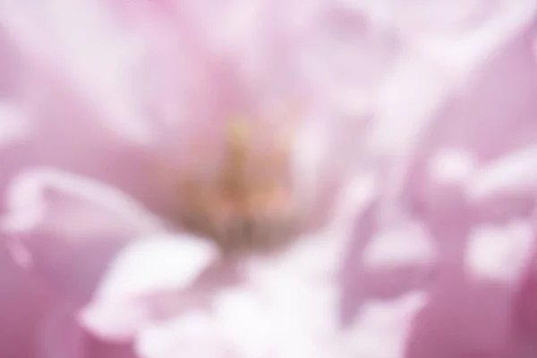 çok renkli bokeh bulanık sakura ağacı arkaplanı 