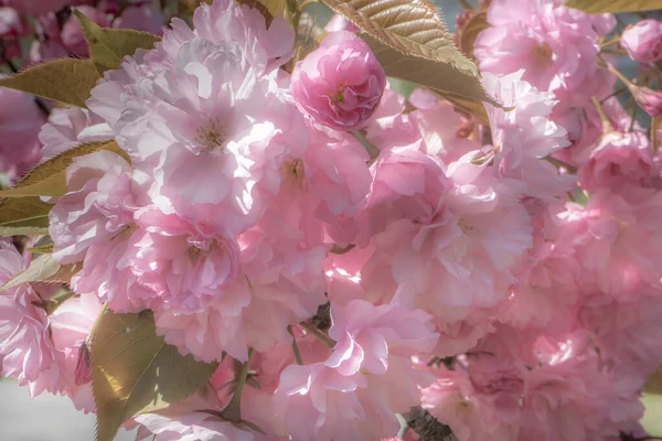 Bulanık arka plan ile güzel pembe çiçek