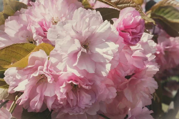 Pembe çiçekler kirazlı sakura arka plan. Çiçek duvarı. Yumuşak seçici odak