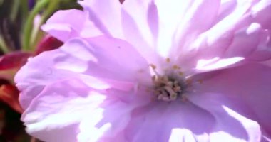 Çiçek açmış kiraz çiçeklerini görüyorum.