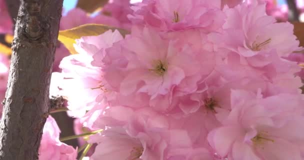 Крупный план японских цветов сакуры — стоковое видео