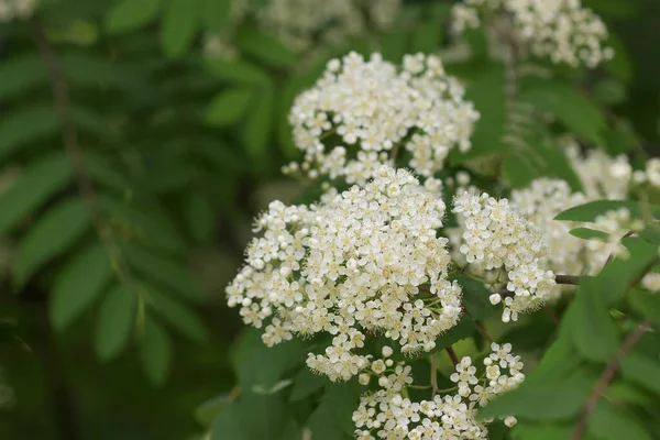 Blommande Rönn Träd Stadsparken — Stockfoto