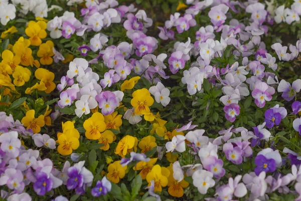 Virágzó Ibolyák Egy Virágos Tavaszi Kertben — Stock Fotó