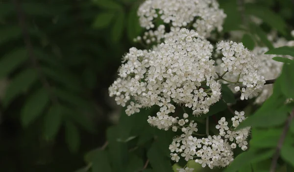 Blommande Rönn Träd Stadsparken — Stockfoto