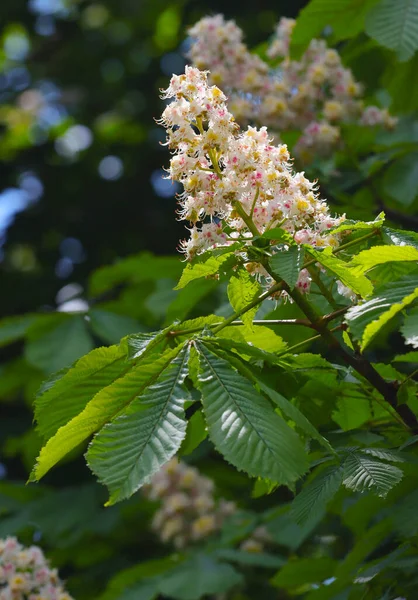 Blühender Kastanienbaum Frühling Mit Weißen Blütenständen — Stockfoto