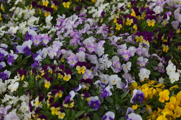 Virágzó Ibolyák Egy Virágos Tavaszi Kertben — Stock Fotó
