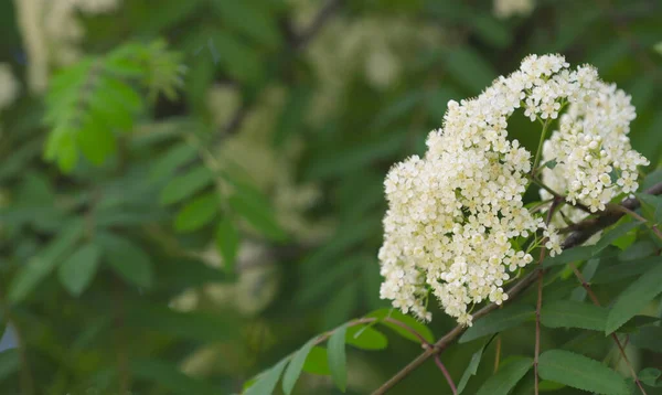 Blommande Rönn Träd Stadsparken — Stockfoto