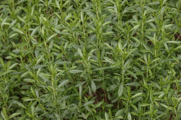 スパイス植物の山の風味 野菜の背景 — ストック写真