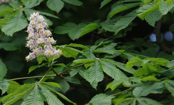 Marronnier Fleurs Printemps Avec Inflorescences Blanches — Photo