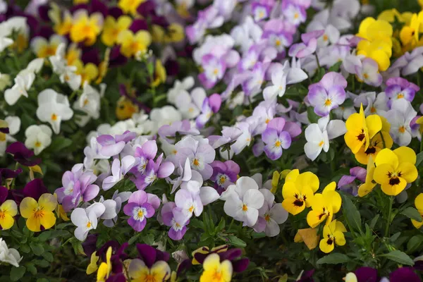 Квітучі Фіалки Квітковому Весняному Саду — стокове фото