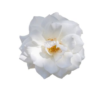 Beyaz üzerine beyaz kokulu gülü yakından çek. 