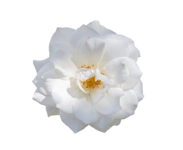 Primer Plano Toda Rosa Blanca Fragante Sobre Blanco —  Fotos de Stock