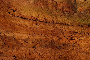 Yüzey, ormandaki çürümüş yaşlı bir ağacın dokusu.. 