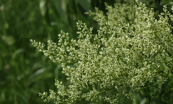 Brotes Inflorescencia Árbol Lilas Beijing — Foto de Stock