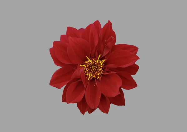 Röd Dahlia Blomma Isolerad Grå Bakgrund — Stockfoto