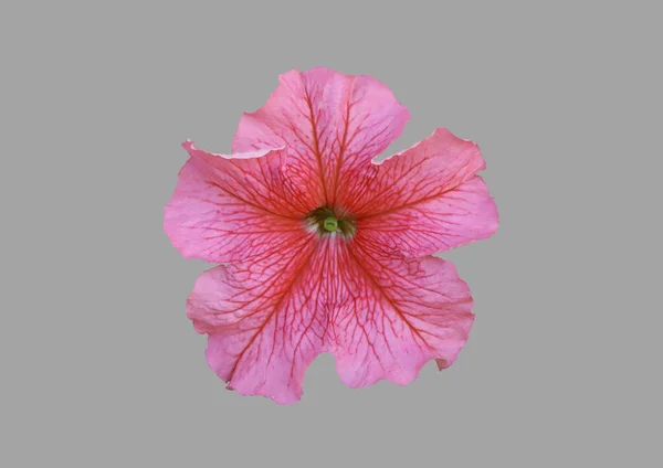 Flor Planta Petunia Rosa Sobre Fondo Gris Aislado —  Fotos de Stock