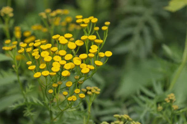 Inflorescencia Flores Amarillas Planta Tansy —  Fotos de Stock