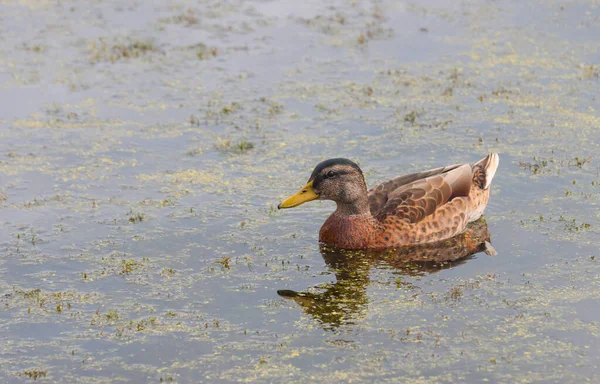 Female Duck Bird Floating Water — Fotografia de Stock