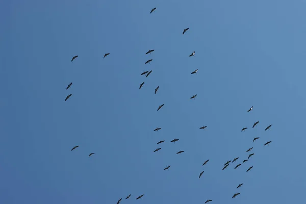 Pássaros Guindaste Voando Céu Sem Nuvens — Fotografia de Stock