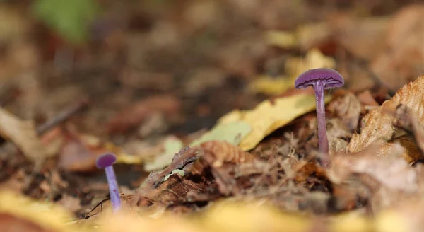 Amethist Vernis Paddenstoel Groeit Het Herfstbos — Stockfoto