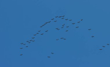 Birds of cranes fly in a flock against the background of the blue sky. 