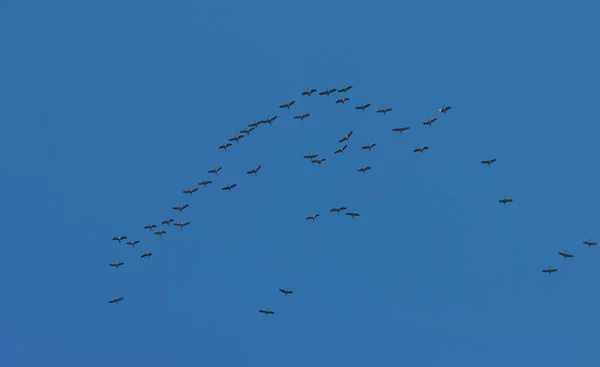 Birds Cranes Fly Flock Background Blue Sky — Zdjęcie stockowe