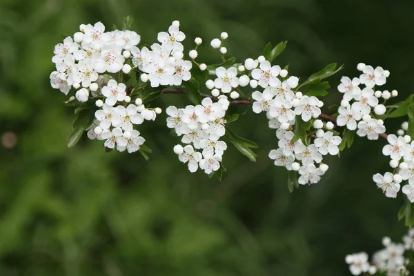 Floraison Buisson Boyarka Avec Des Fleurs Blanches — Photo