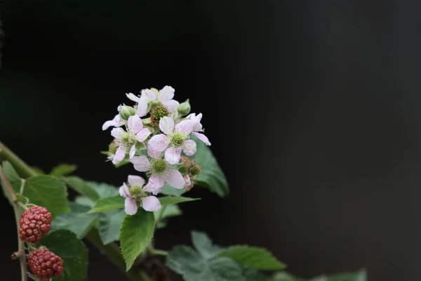 Flores Mora Del Bosque Con Bayas Sobre Fondo Oscuro —  Fotos de Stock