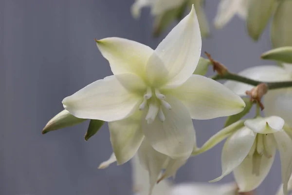 Bahçede Beyaz Çiçekler Açan Yucca Bitkisi — Stok fotoğraf
