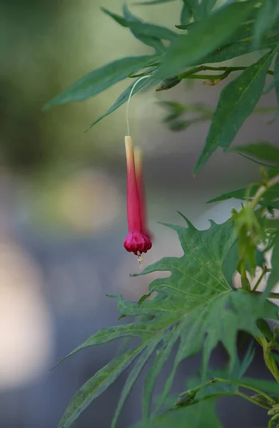 Yumuşak Odak Noktasında Solmuş Kırmızı Sabah Zaferi Çiçeği — Stok fotoğraf