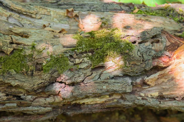 Texture Della Superficie Vecchio Albero Caduto Nella Foresta — Foto Stock