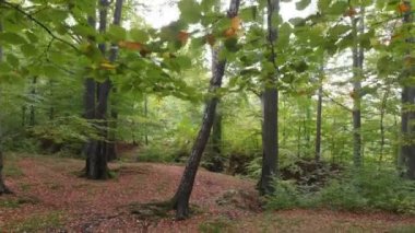 Sinema hareketi aşağı eğilir. Sonbaharda orman. Ham. Yukarıdan Aşağı kaydırıcı