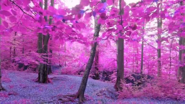 Cinematic Tilt Slider Beautifull Fairytale Pink Forest Mystical Forest — Stock Video