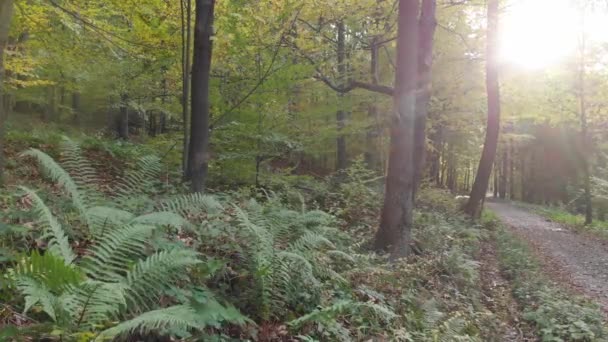 Forêt Automne Stable Peu Mkovement Raw — Video