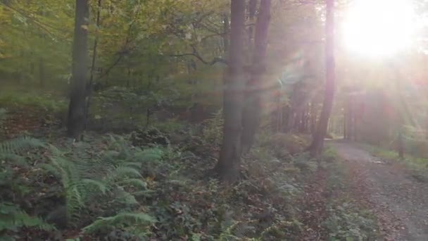 电影运动向右转 秋天的森林滑翔机 提高妇女地位 — 图库视频影像