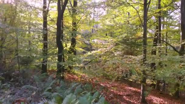 Autumn Forest Slider Forward Cinematic Movement Push Dolly Raw — Stock Video