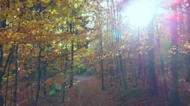 Kaydırıcı, sonbahar renklerinde güzel ormanlarda sinemanın hareketini yavaşlatır.