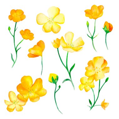 Sarı düğün çiçeği seti, suluboya resimleme.