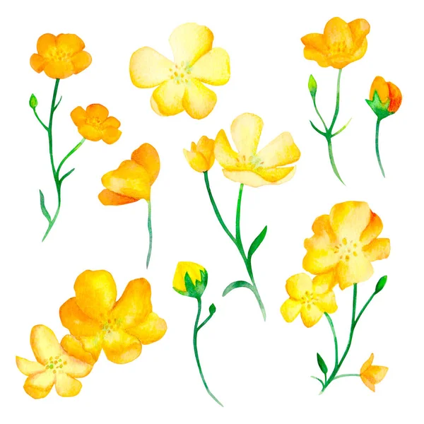 Sarı düğün çiçeği seti, suluboya resimleme.