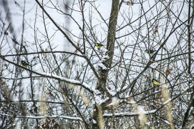 Sonbahar mevsiminde kırmızı gül üzümü sonbahar mevsiminde kırmızı gül üzümü güzel ve hoş bir manzaradır.