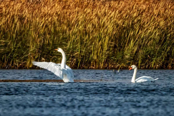 Witte Vogels Van Natuur Gratie Schoonheid — Stockfoto