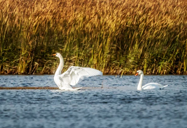 Witte Vogels Van Natuur Gratie Schoonheid — Stockfoto