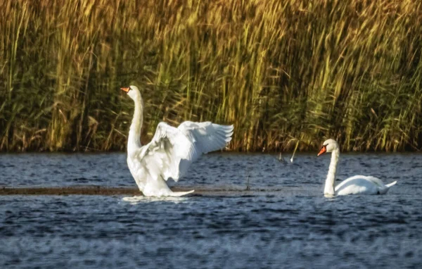 Witte Vogels Van Natuur Gratie Schoonheid — Stockfoto