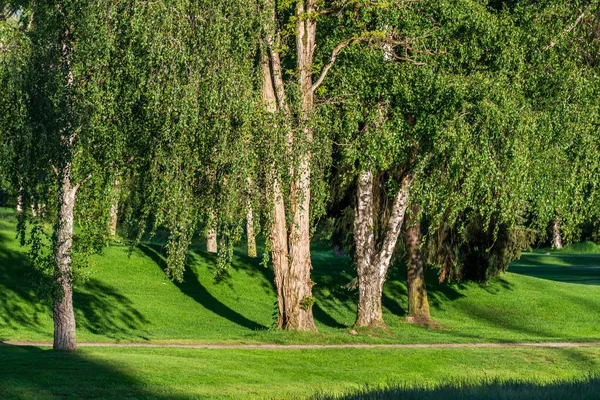 Grünfläche mit Bäumen im Sommer — Stockfoto