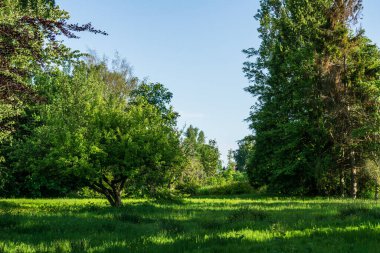 Yaz zamanı ağaçlı yeşil park alanı