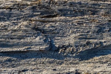 Eski ahşap doku aşınmış sert gri kuru ahşap yüzey