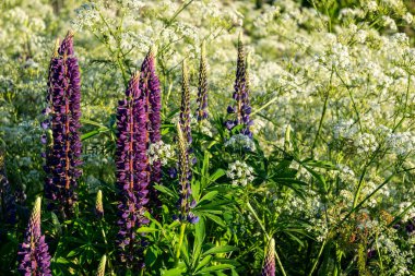 Mor uzun ömürlü lupin çiçekleri tarlada yetişiyor.
