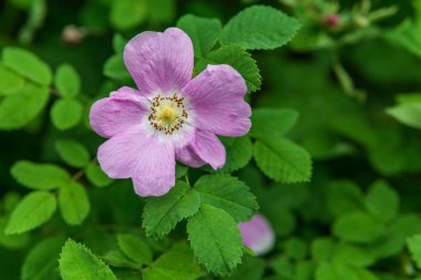 Yeşil yapraklı güzel kırmızı gül.