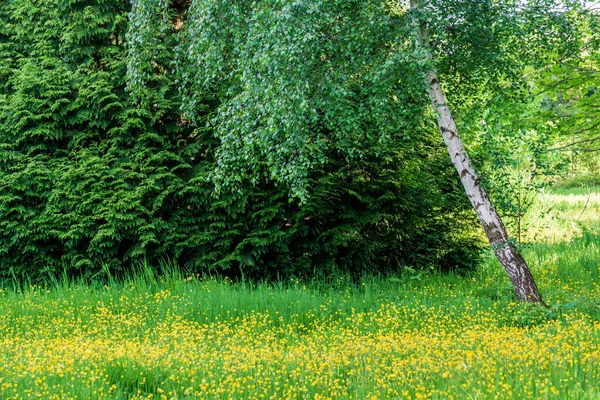 Zielony park z drzewami czas letni — Zdjęcie stockowe