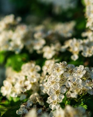 Güzel beyaz çiçekler yeşil yapraklı bir arka planda güneşli bir günde